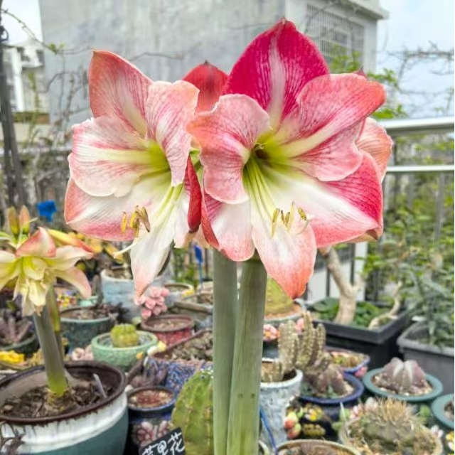 【苹果花】自然球朱顶红种球大球阳台盆栽单瓣大花 明年开花