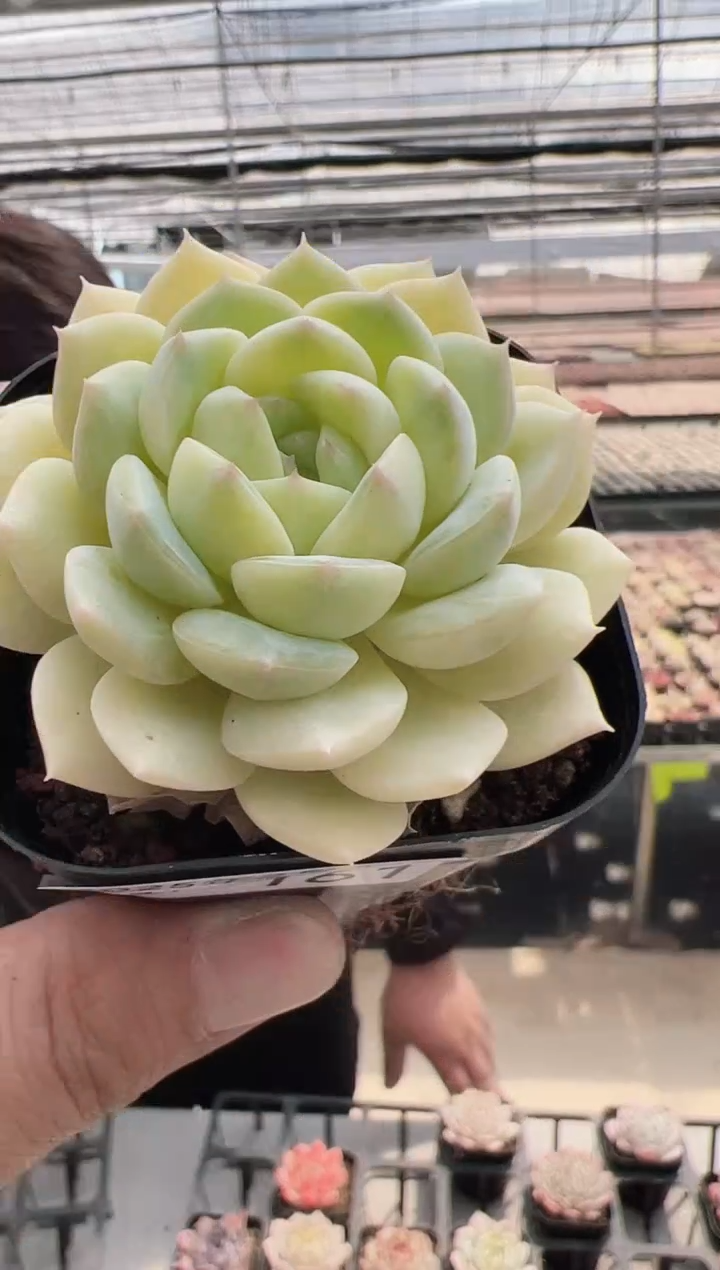 【闪购商品】新款多肉-161