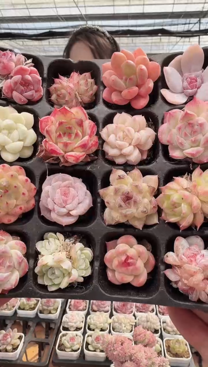 东云多肉园新款-149