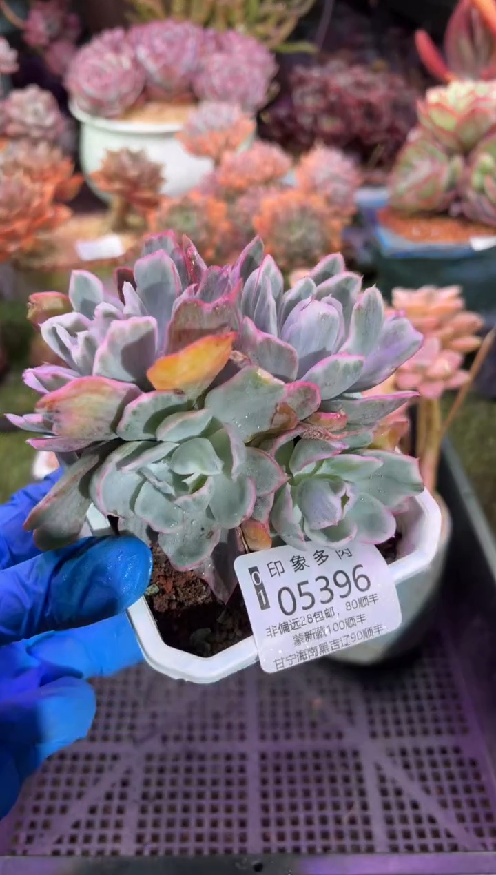 【闪购商品】05396