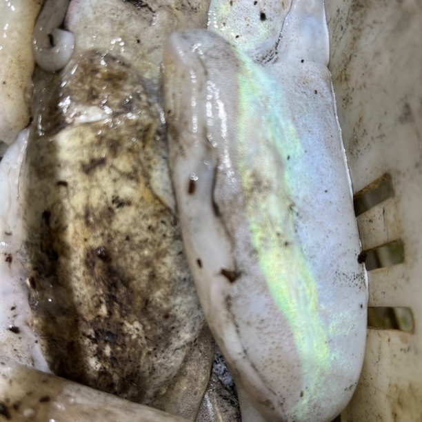 （孙娟海鲜1) 冷冻 青岛墨鱼 无泡水无冰衣4斤 规格自选 大小不一 