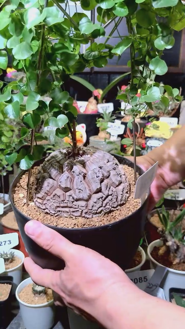 8124号1225精品植物南非龟甲龙
