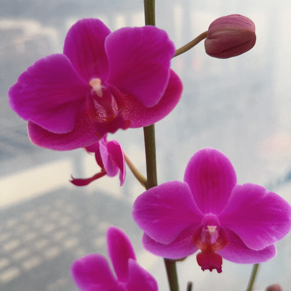 蝴蝶兰【满天红】2.8寸室内盆栽  精品   室内装饰 元宵节日款