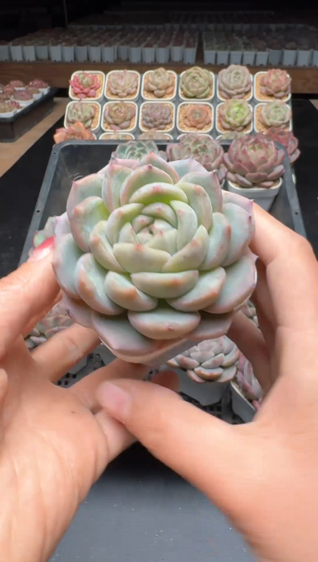 【闪购商品】966号一物一拍珍妮多肉花卉植物3颗起发