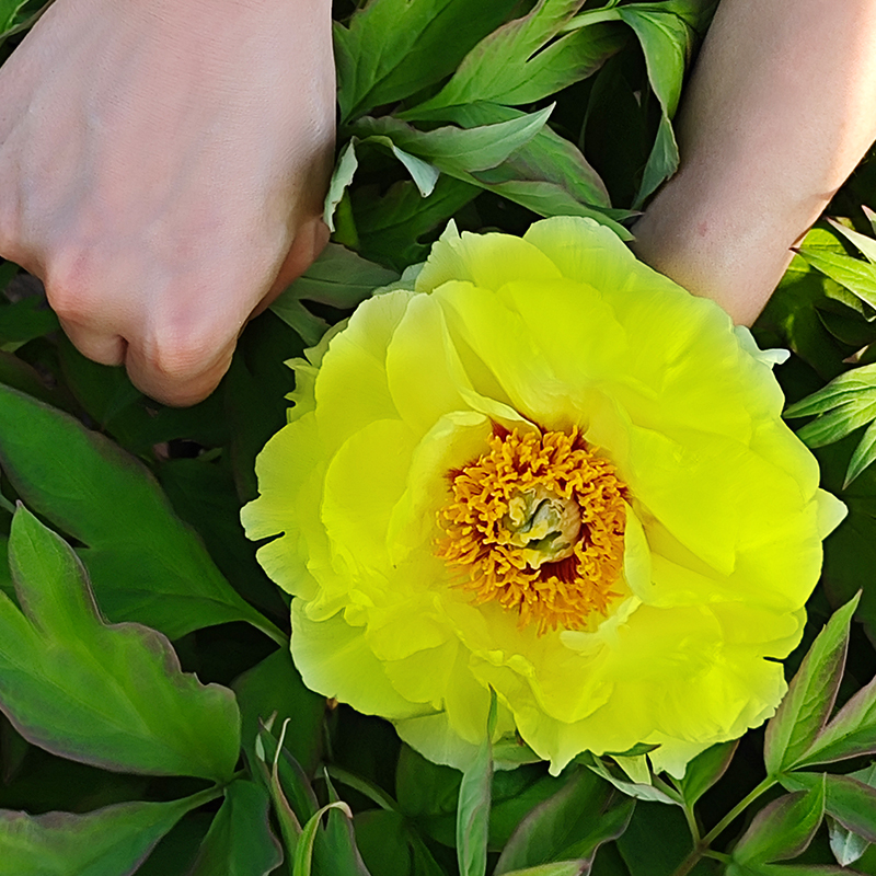 【姚黄】牡丹花树苗盆栽大苗洛阳正宗带花苞牡丹花种四季重瓣花卉姚
