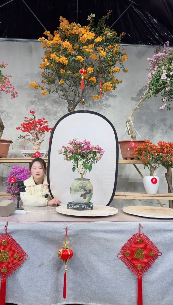 【闪购商品】盆景皇帝