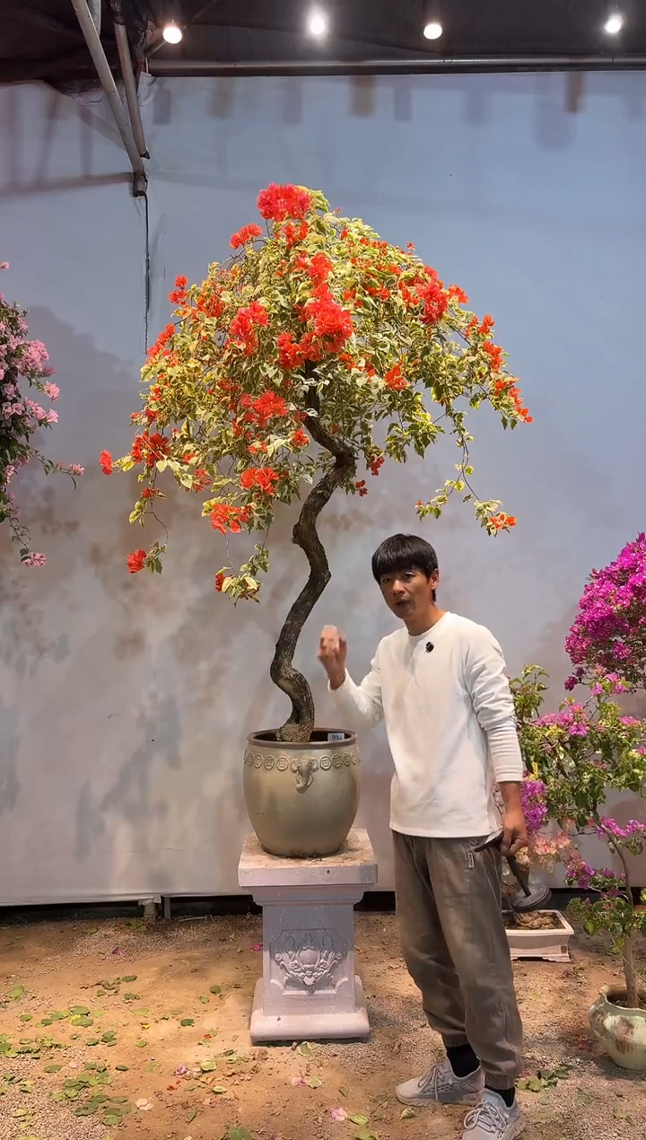 以实际为准三角梅80