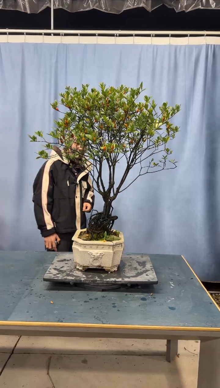 【闪购商品】盆景栀子花