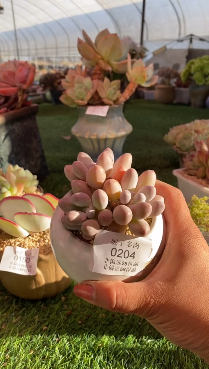 0204aa（满28包邮发货）