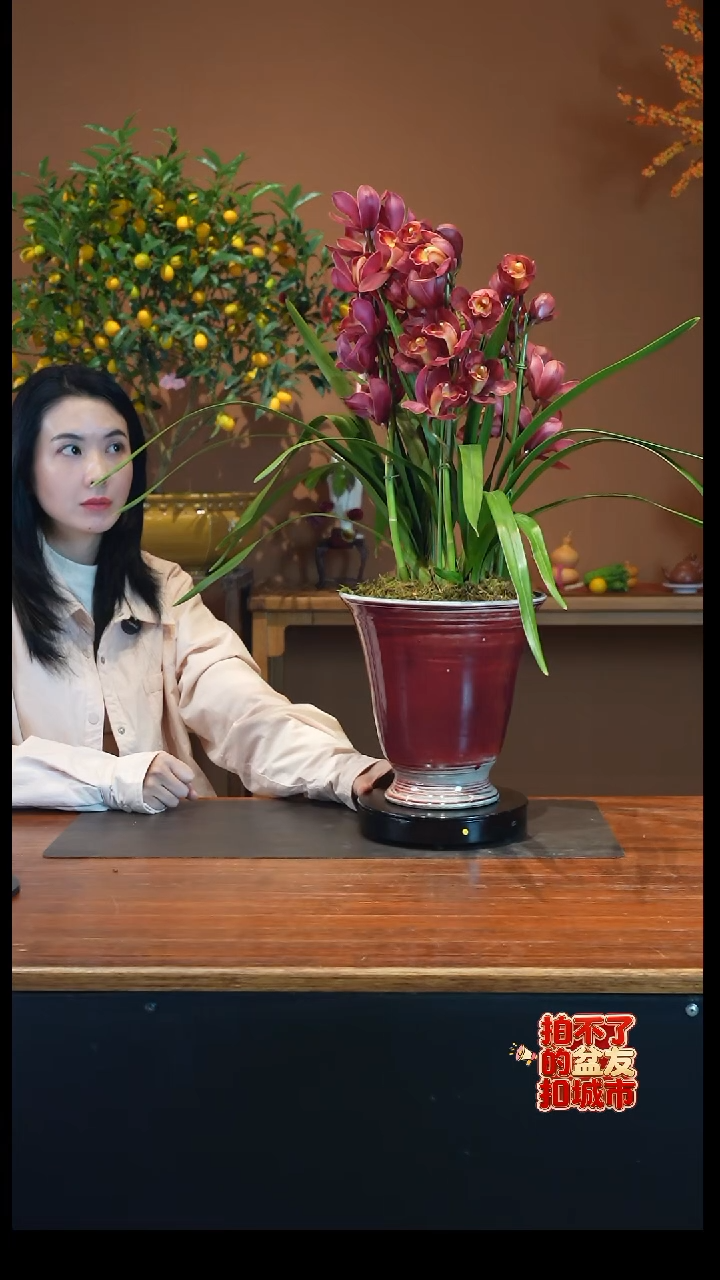 全部花朵朱雀 盆景盆景盆景