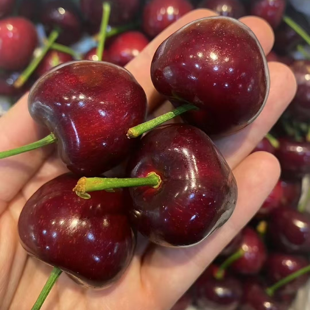 【新鲜采摘】大连美早樱桃空运包邮J-7J脆甜爆汁2斤起 内附果径卡