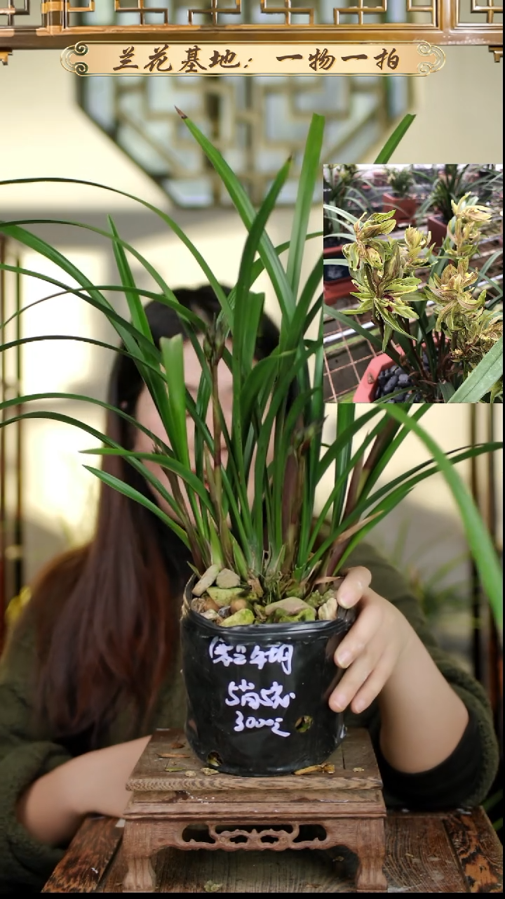 完全开放寒兰牡丹5苗5花苞