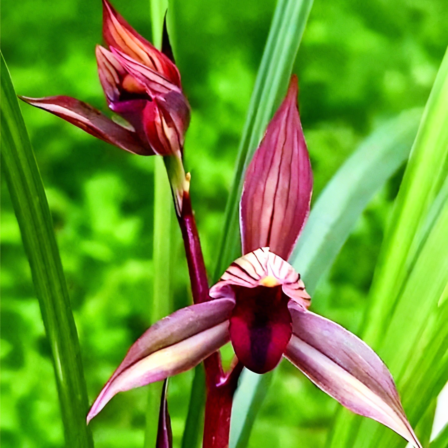 赵鹏推荐--春剑红尊