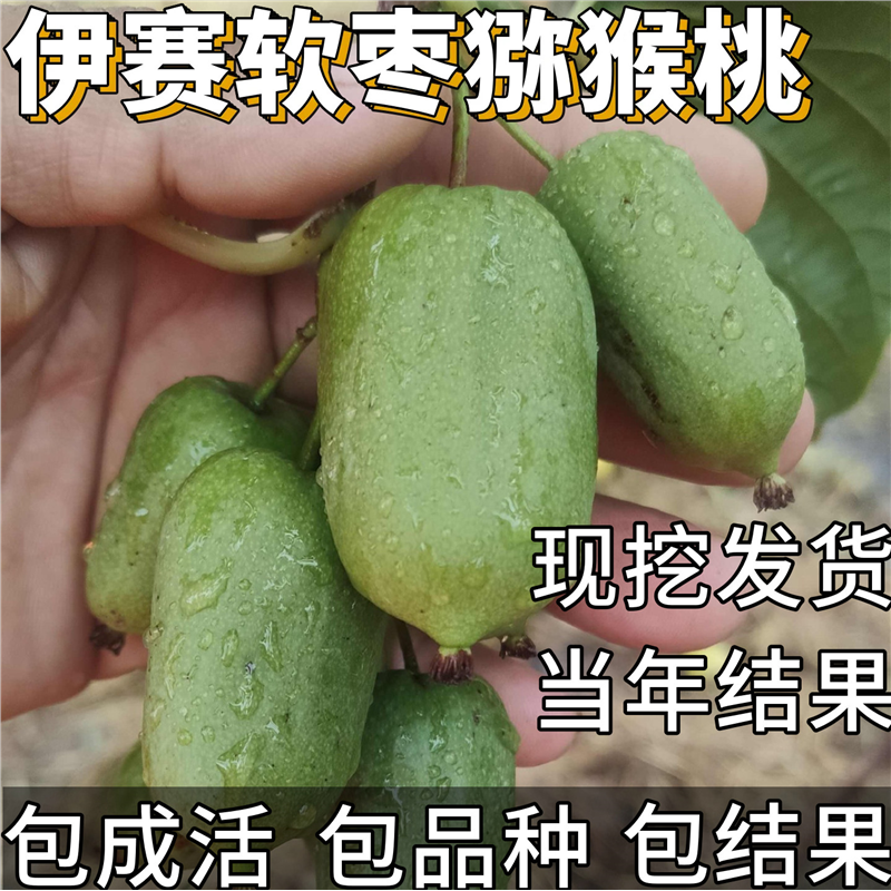 伊赛软枣猕猴桃苗公母同株耐冻南北方爬藤盆栽嫁接果树苗当年结果