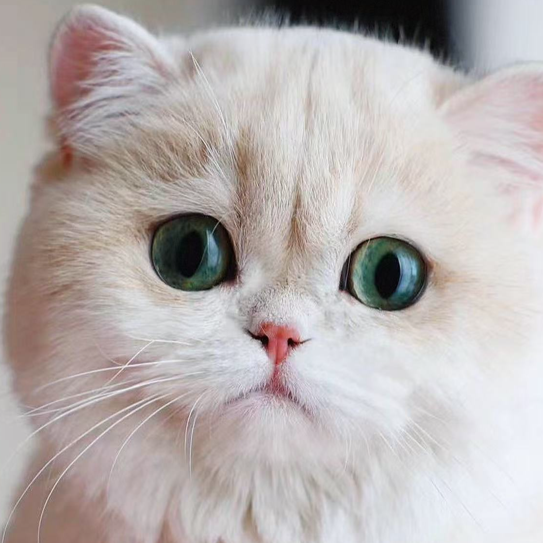 海阳家金渐层专属