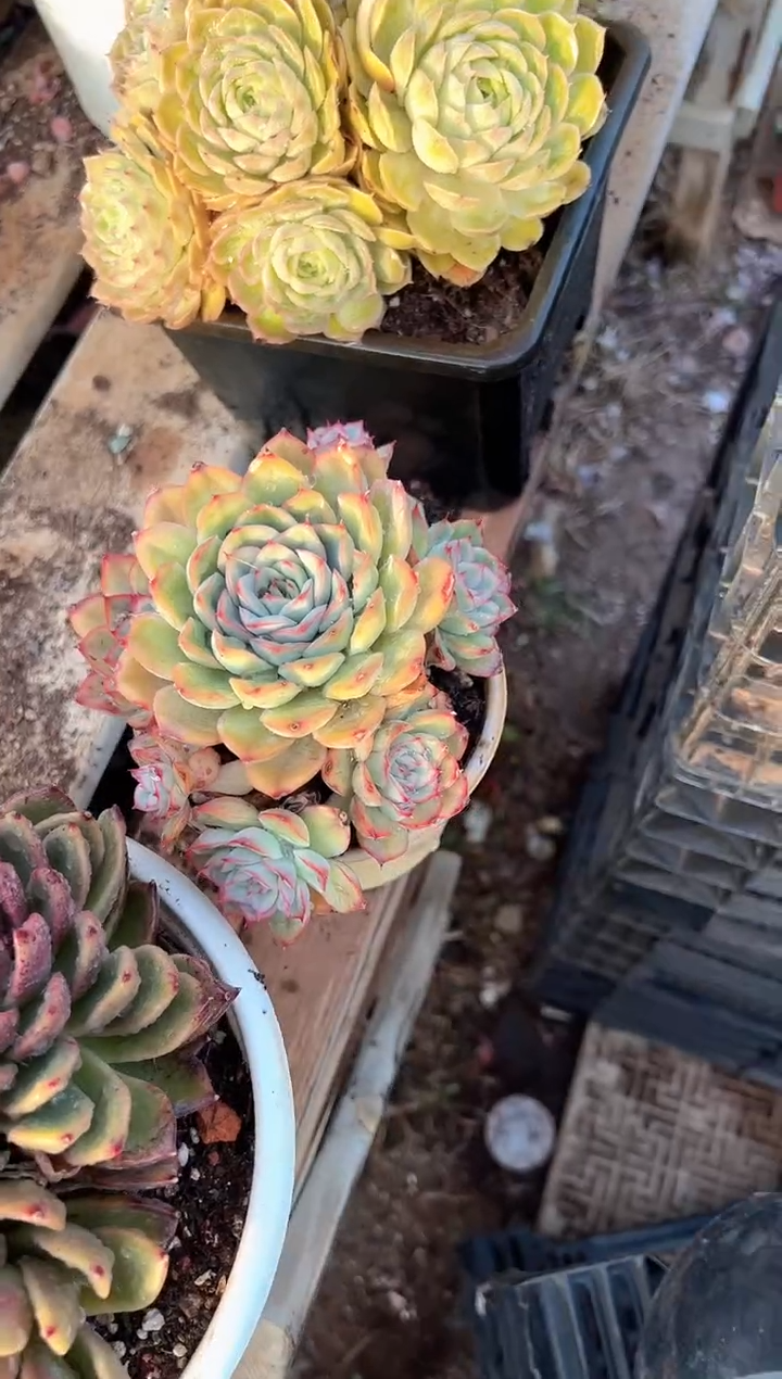 彩**漠多肉植物一物一拍11315