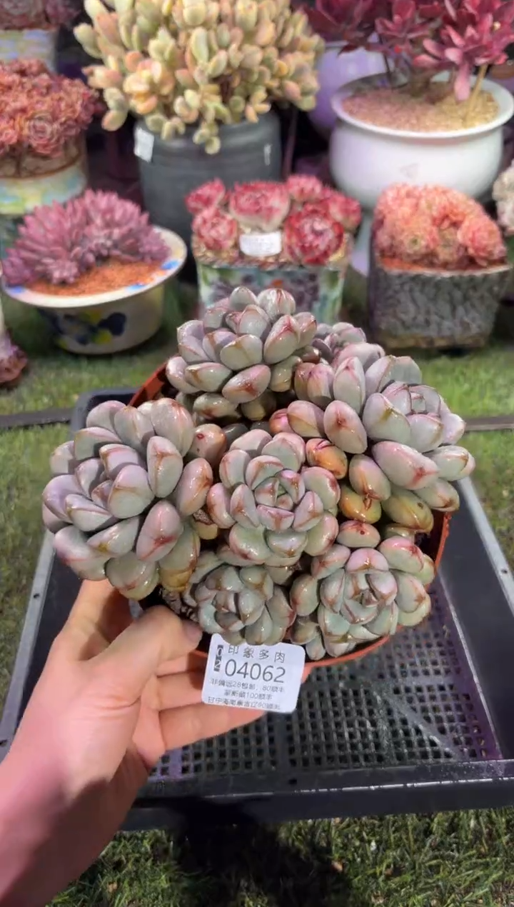 【闪购商品】04062