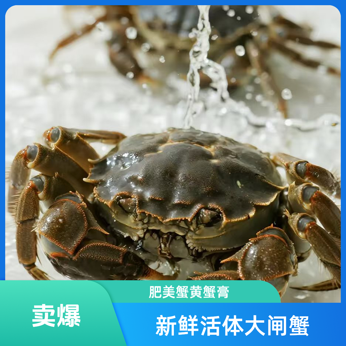 【活蟹】+江苏固城湖+江苏大闸蟹+母蟹+2.2-2.5两+8只