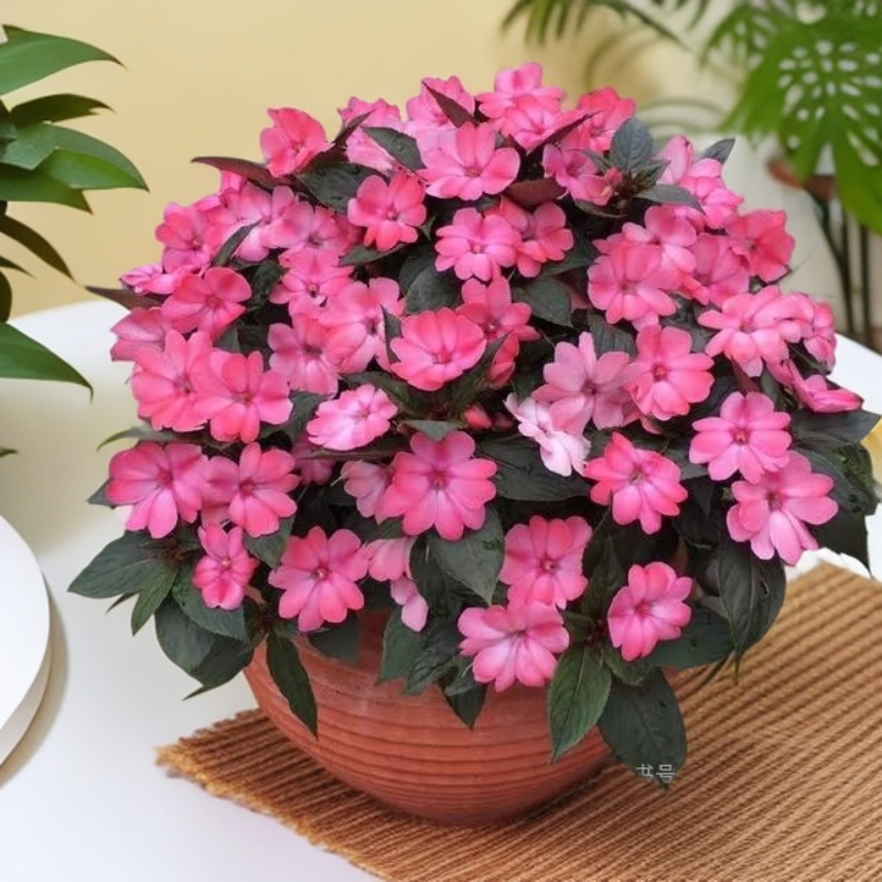 凤仙花耐热耐雨淋适合阳台花园观赏