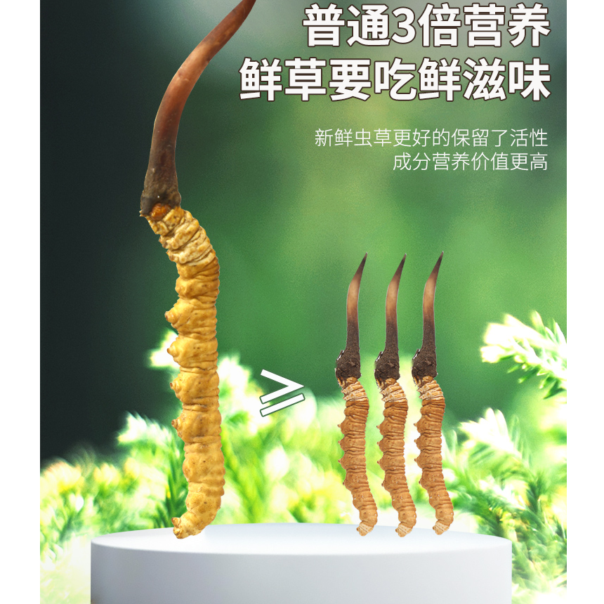 吉姆专属【1.2-1.4克/根】2025头茬新鲜冬虫夏草大草