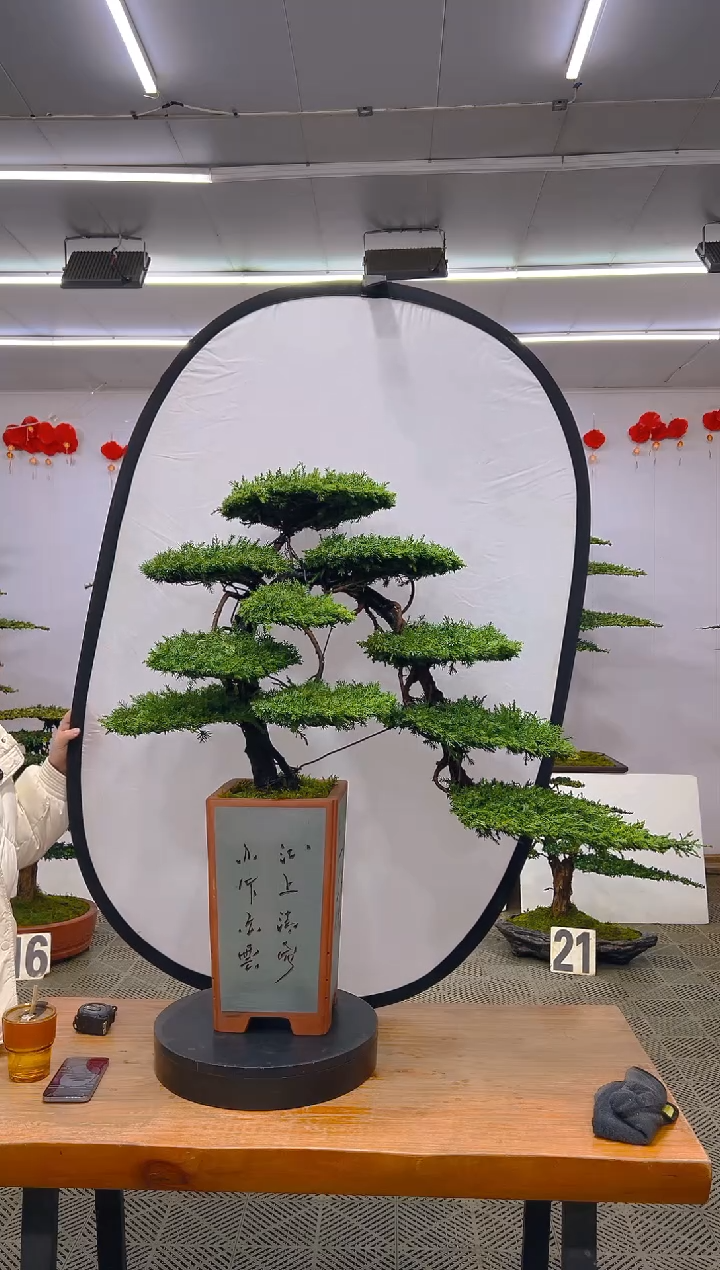 【闪购商品】盆景1