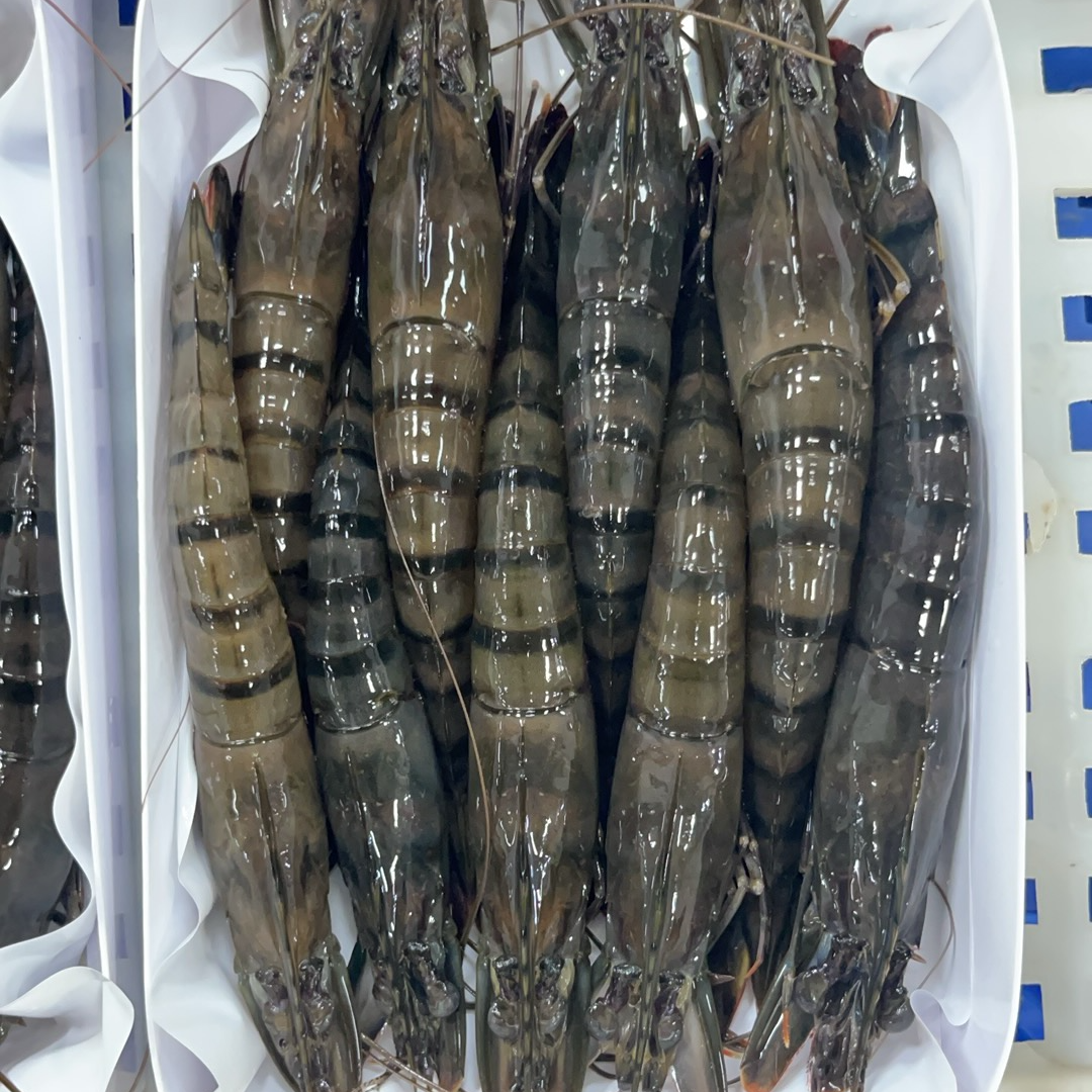 【礼盒装】国产黑虎虾9-10只/斤 活虾速冻 零添加斑节对虾