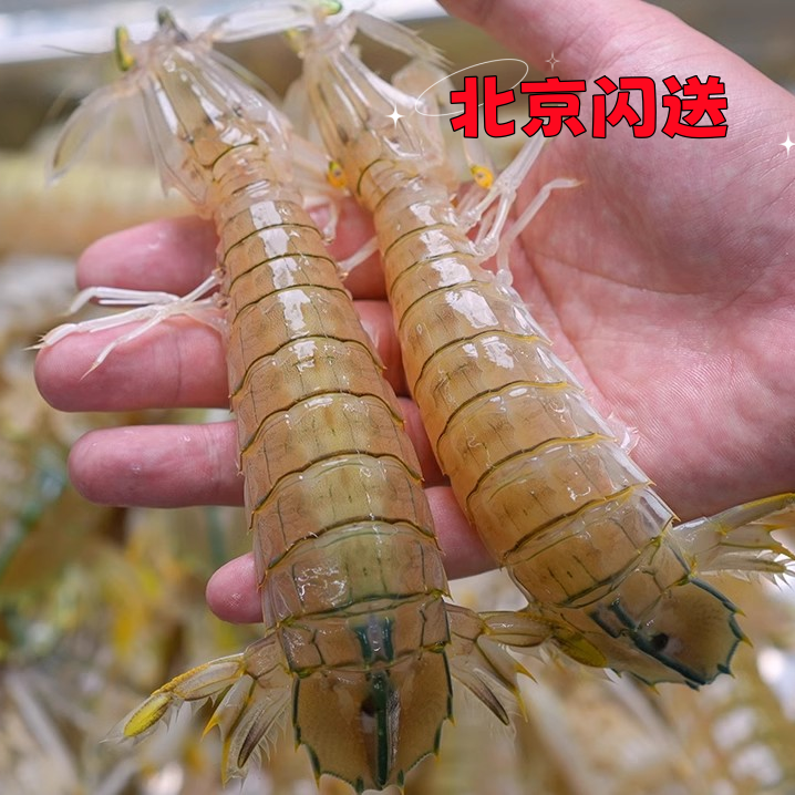 【新鲜全母】 大号皮皮虾（一斤20只左右）新鲜皮皮虾 虾爬子 爬爬虾【刚牺牲的 】     