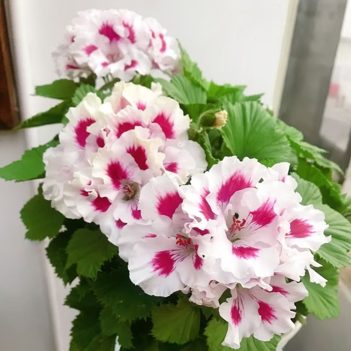 【教皇】大花天竺葵稀缺系列带香味老桩好养盆栽阳台庭院好养好活