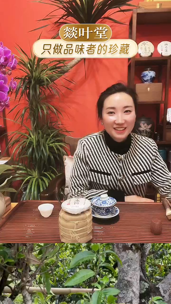 神*曼松古树2025年头春50克