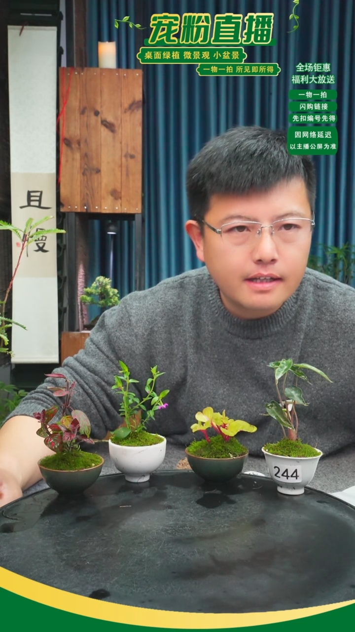 无花朵婴**单苔藓微景观244号