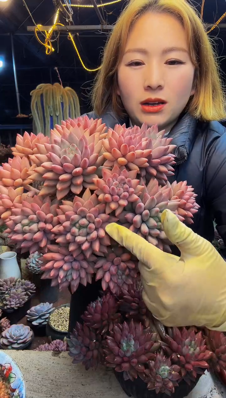 玮*9号一物一拍脱土包邮