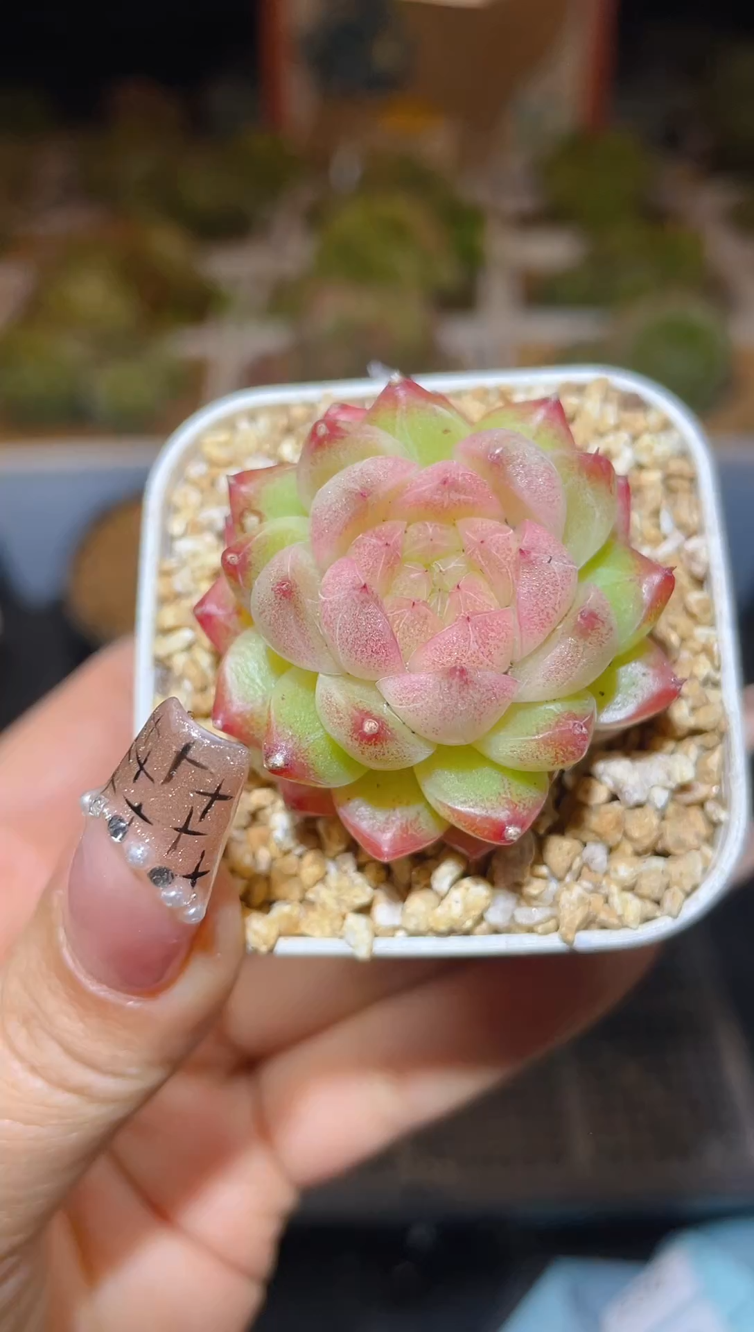 【闪购商品】221珍妮