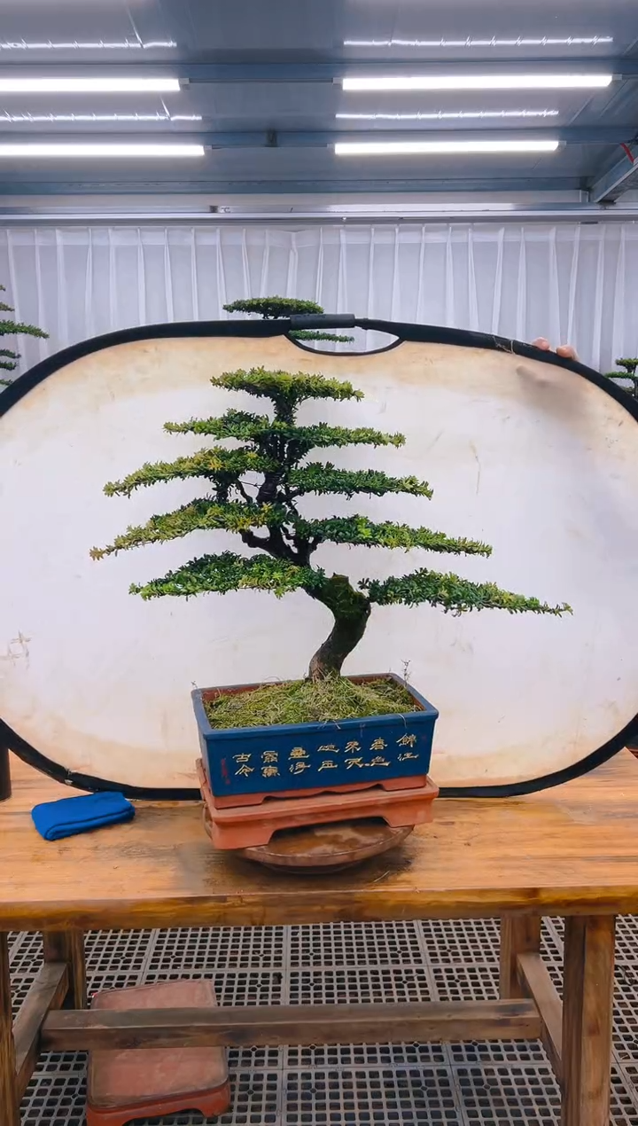 【闪购商品】紫砂精品盆景直播间一物一拍