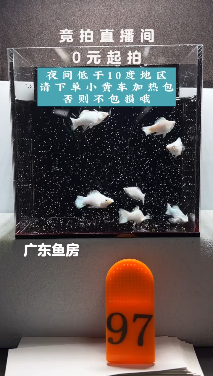 孔雀鱼瓷白玛丽苗7只编号97