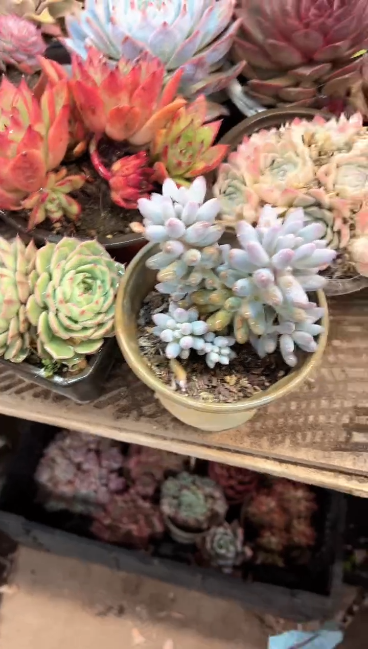 玥***6多肉植物一物一拍29369