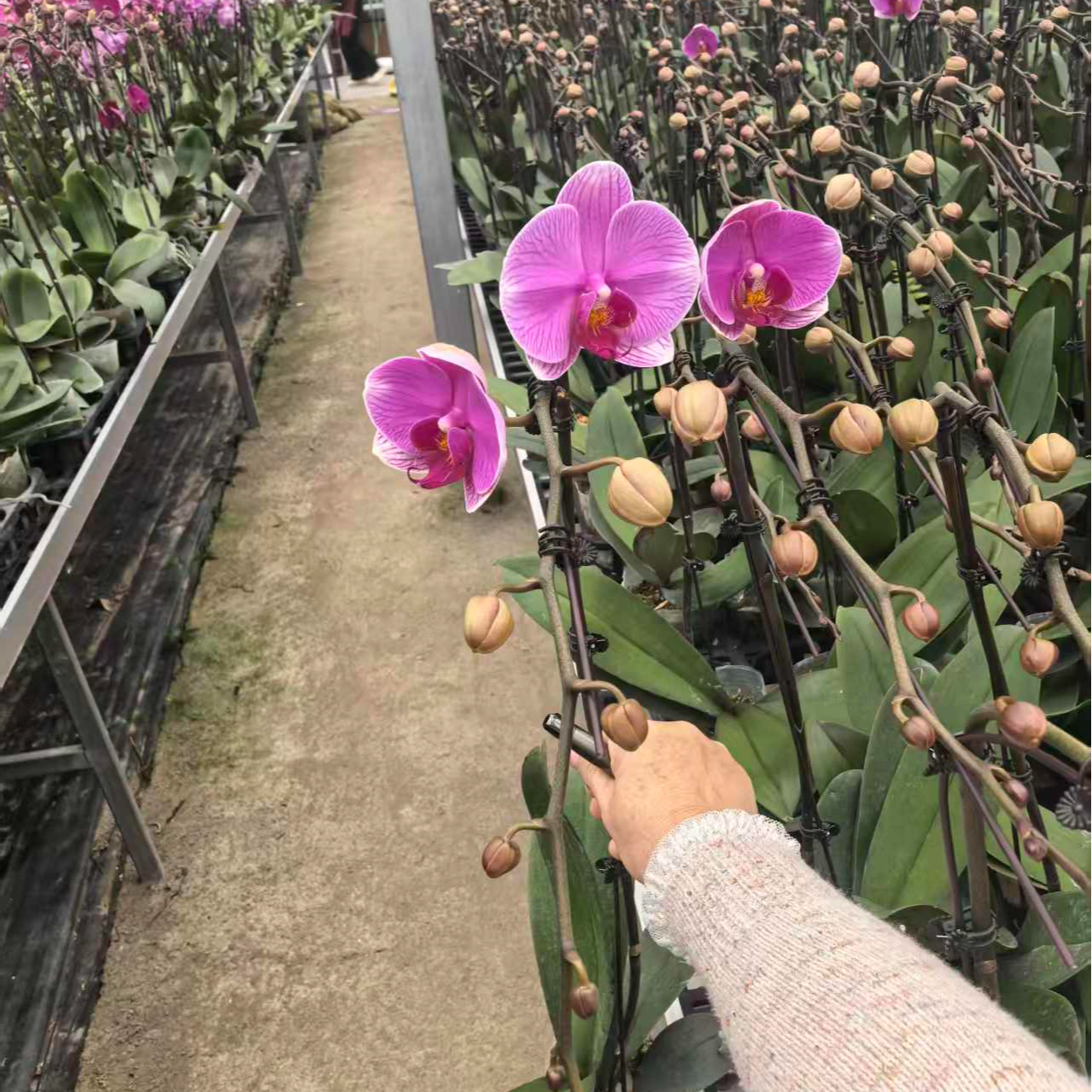 精品蝴蝶兰【海洋之星】3.5寸带花带花苞