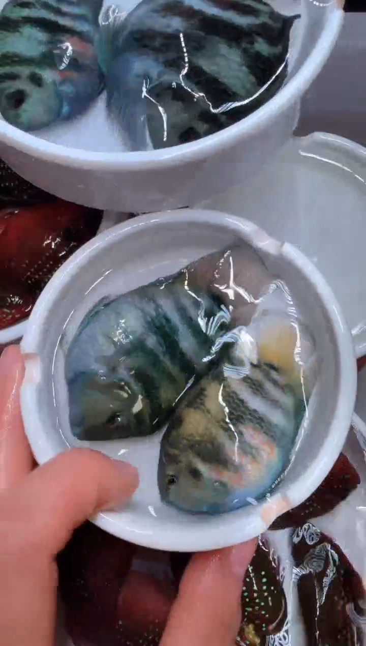 鹦鹉鱼一对宝蓝   