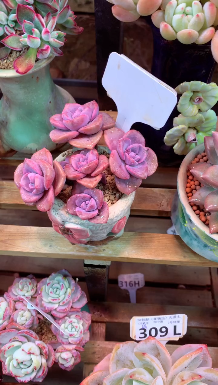 317L（一物一拍，精品多肉，所见即所得 ）