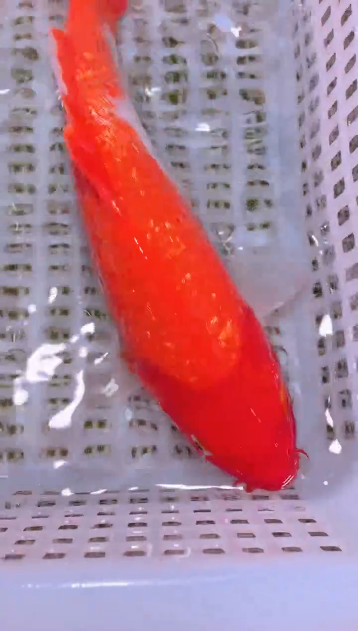 锦鲤冷水观赏鱼全场包邮235