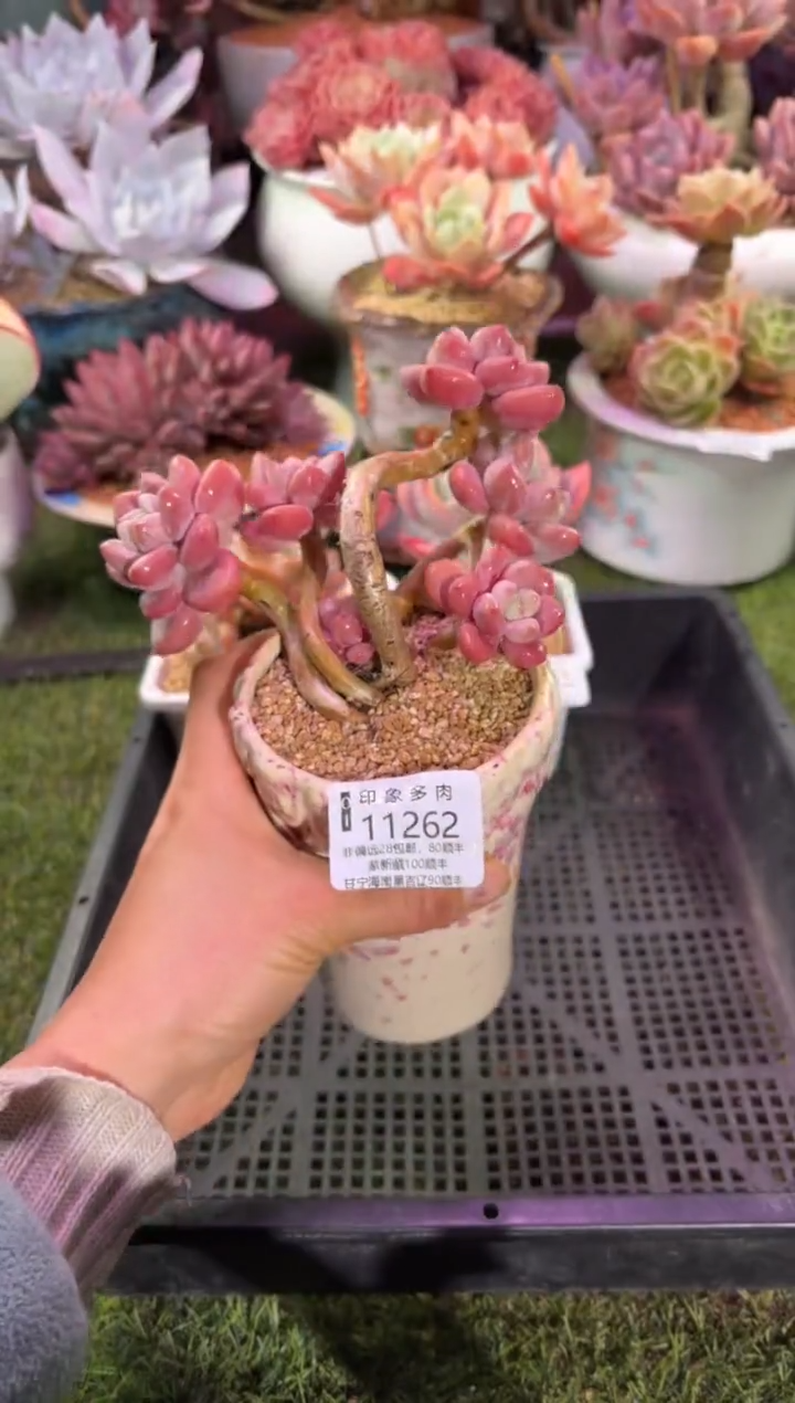 【闪购商品】11262