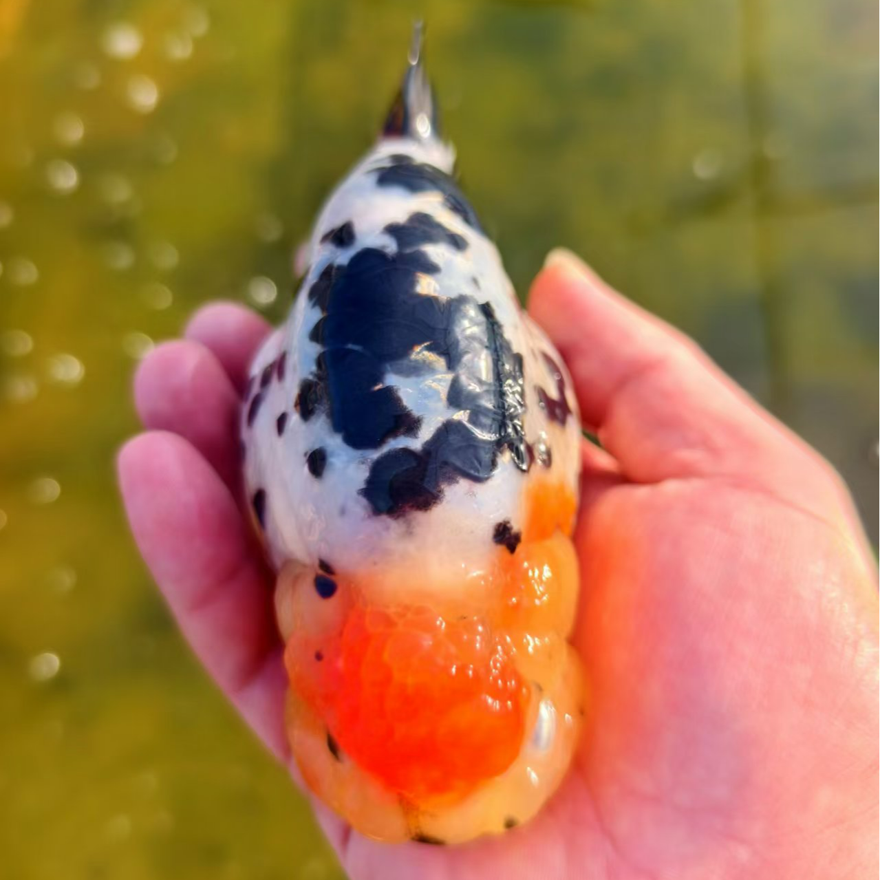 兰寿·泰狮8-16公分【收到货请拍开箱视频，无视频不售后】