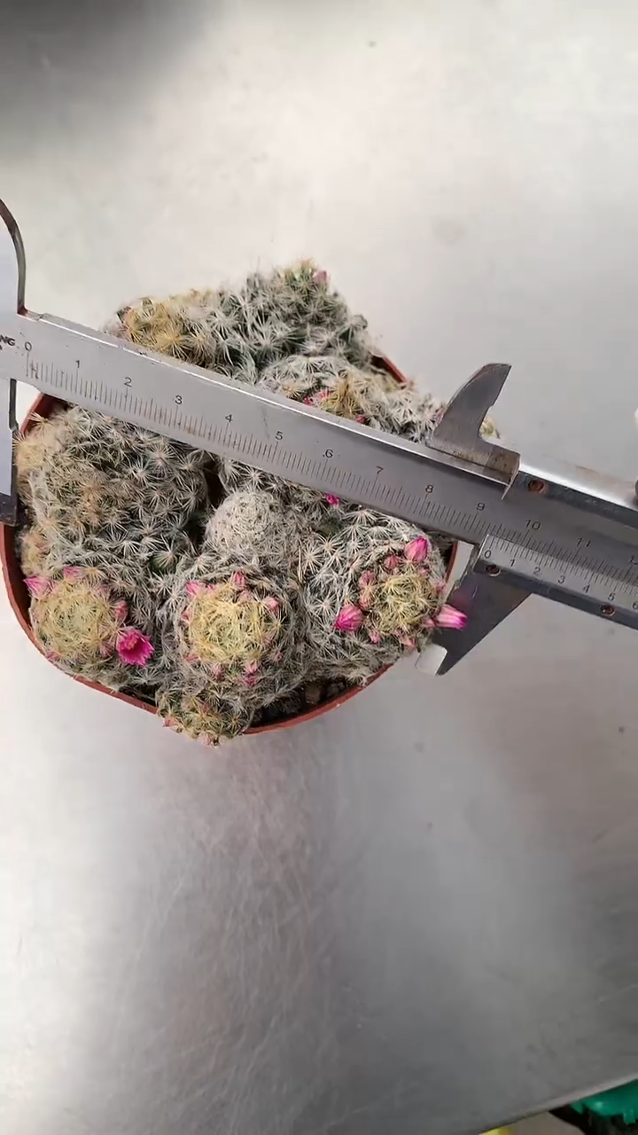 【闪购商品】多头明星 球体偏软