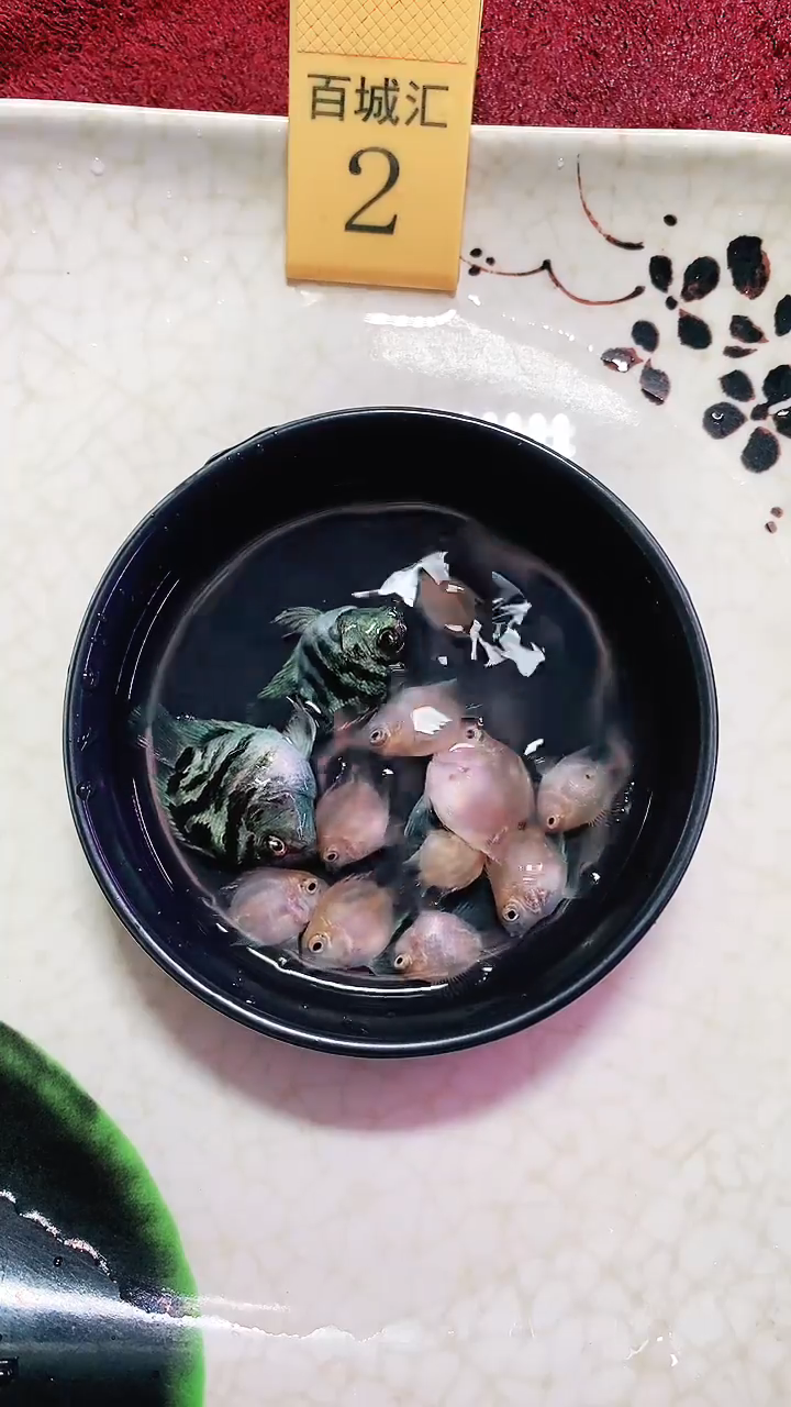 鹦鹉鱼88888888888