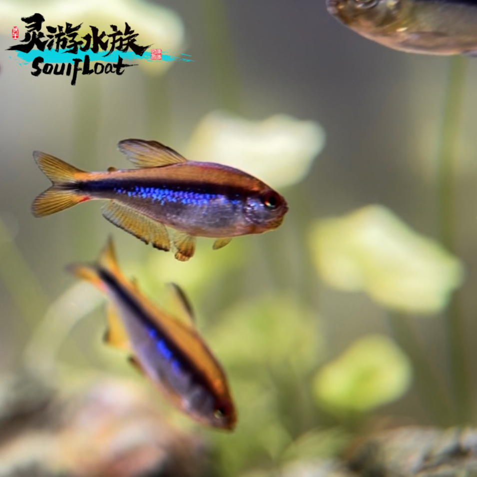 热带灯科鱼特选合集  