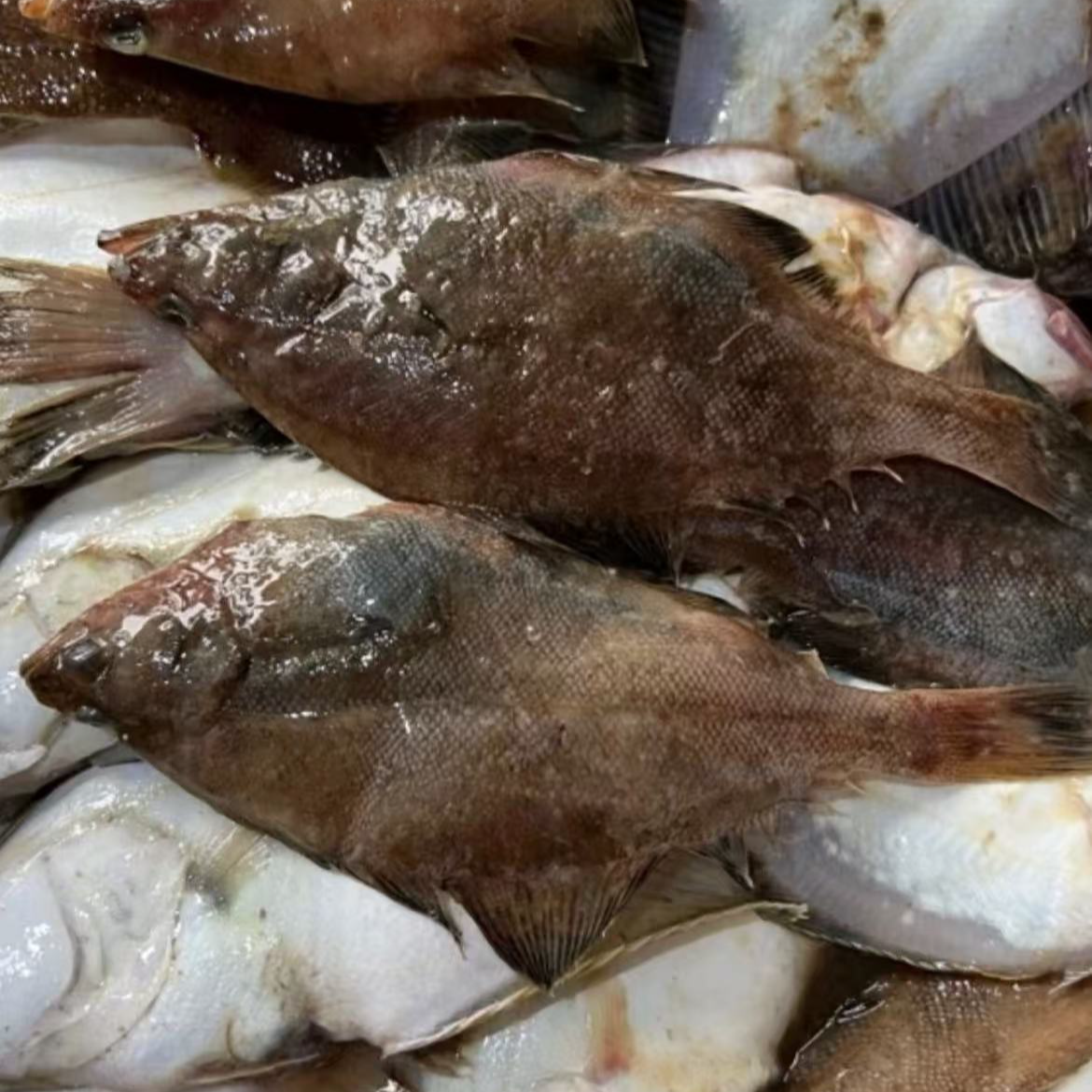 青岛野生大号偏口鱼4斤（1斤3条左右）