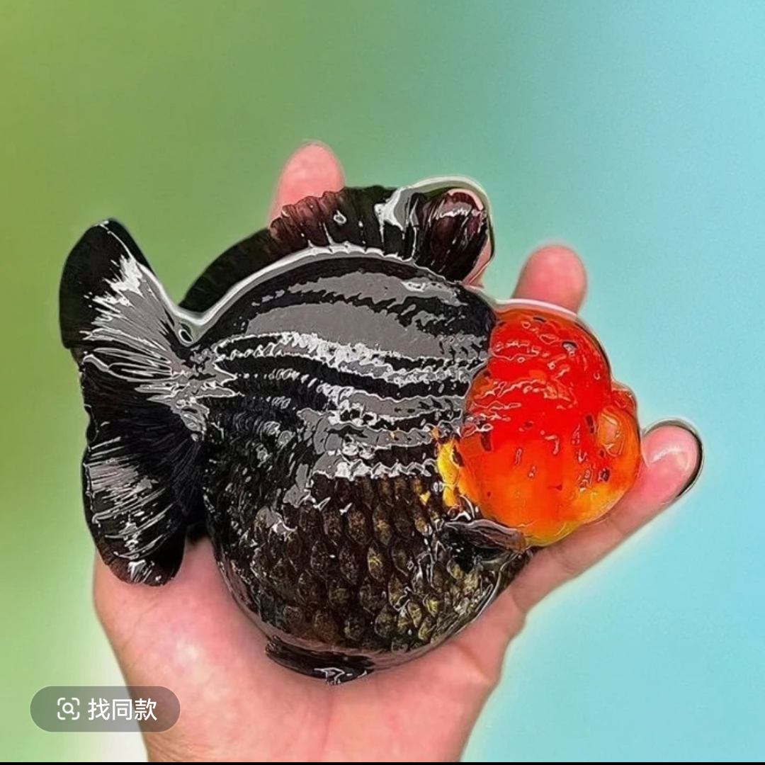 精品熊猫三色玛丽泰狮金鱼活鱼黑白百褶观赏鱼苗冷淡水好养耐活鱼