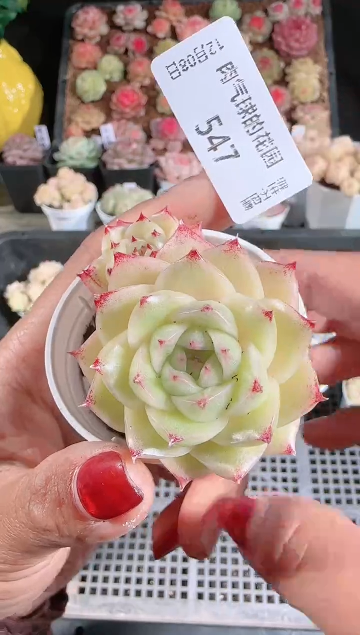 1208-547多肉群生不包整