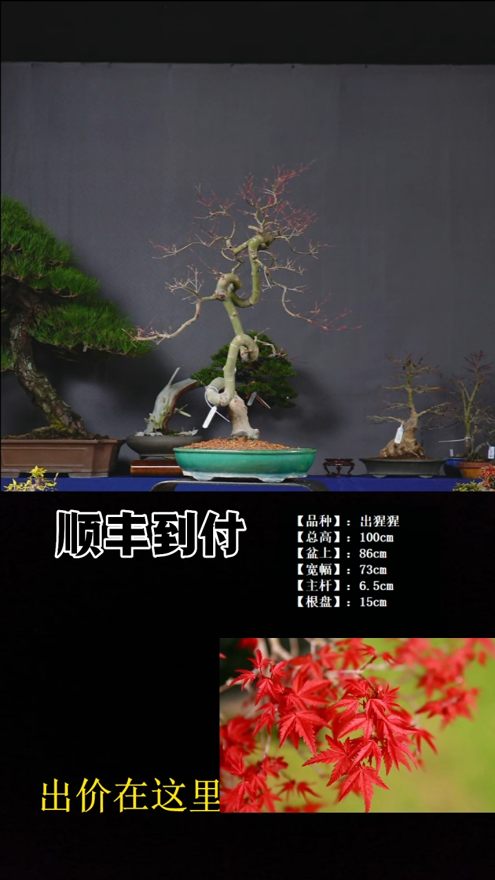 无花朵出猩猩 不包邮