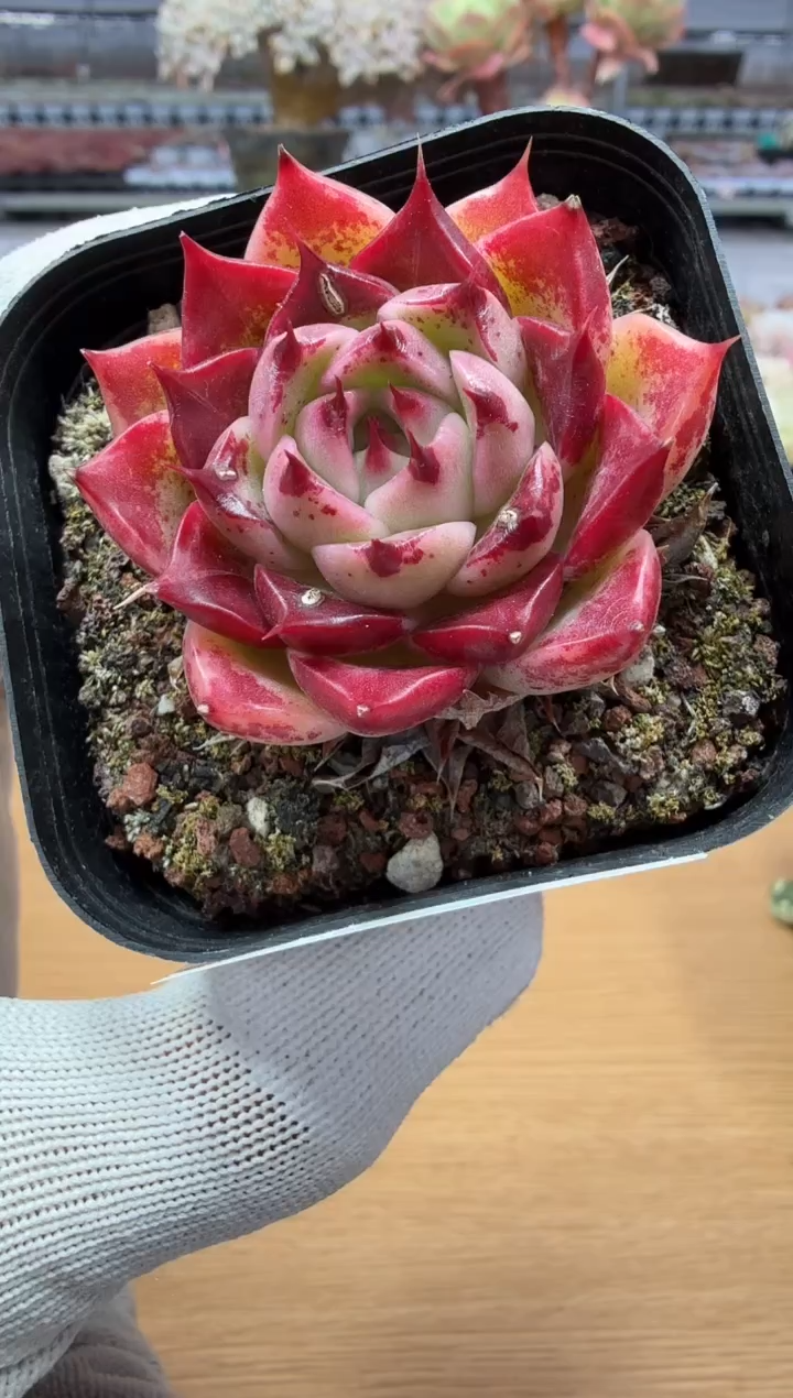 东云多肉园二店-02