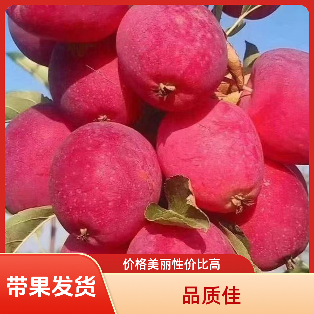 当季新品特大苹果树 鸡心果 基地现发 南北方可种植包售后